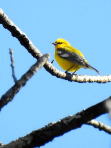 Blue-winged warbler ORINWR Schramm, Michael USFWS