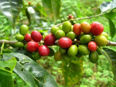 Coffee beans