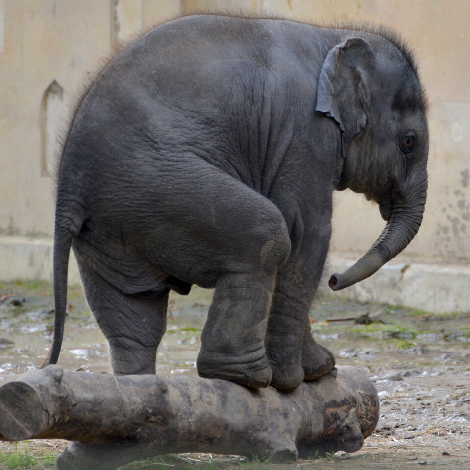Mammal trunk baby elephant