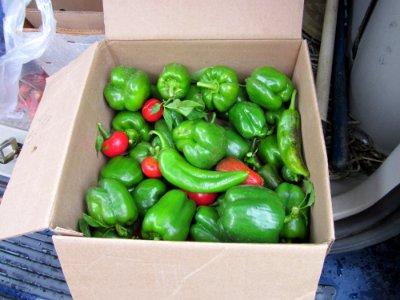 Veggies for veterans