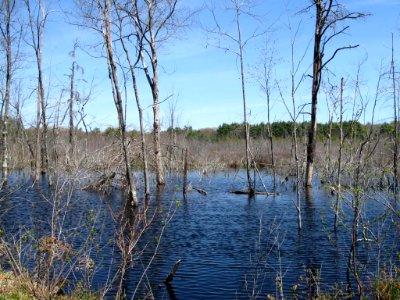 Assabet River National Wildlife Refuge