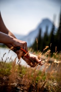 Park Employees Harvest Seeds for the Native Plant Nursery photo