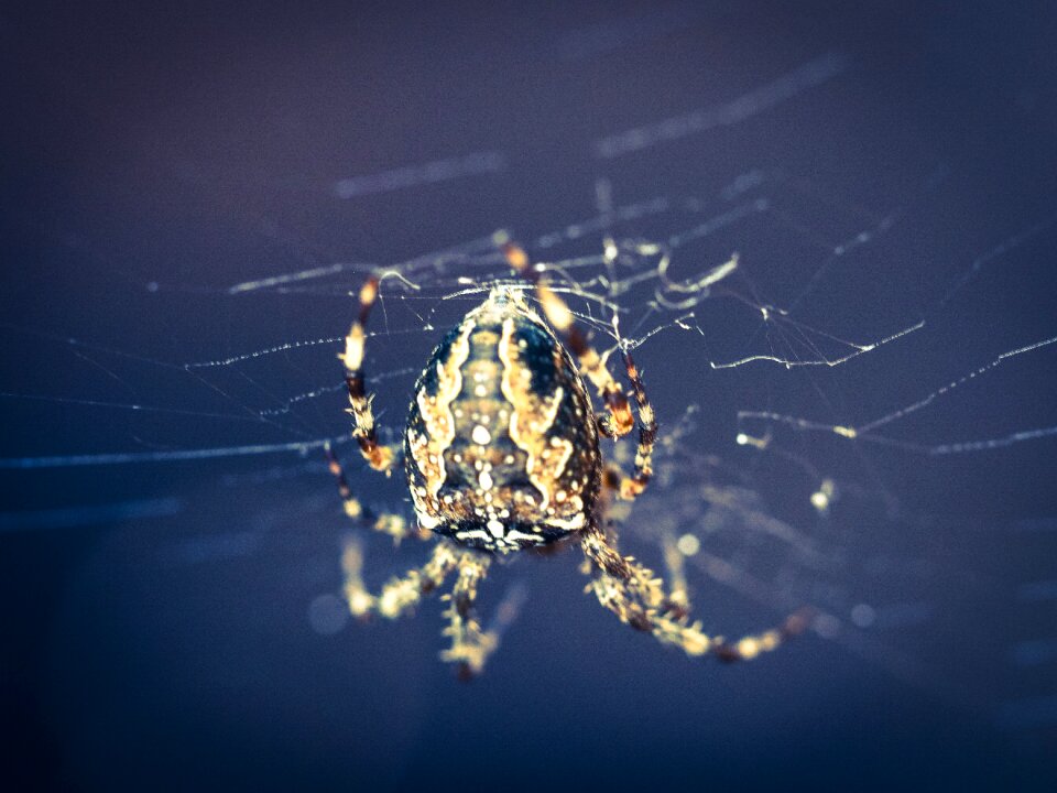 Cobweb insect close up
