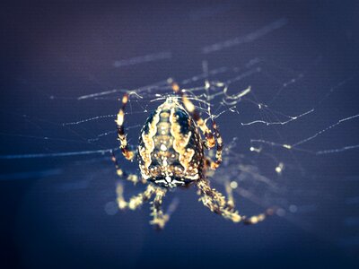 Cobweb insect close up photo