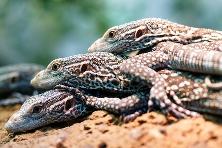 Tree monitor tropical exotic