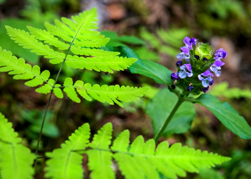 Forest Floor- Fern and Flower