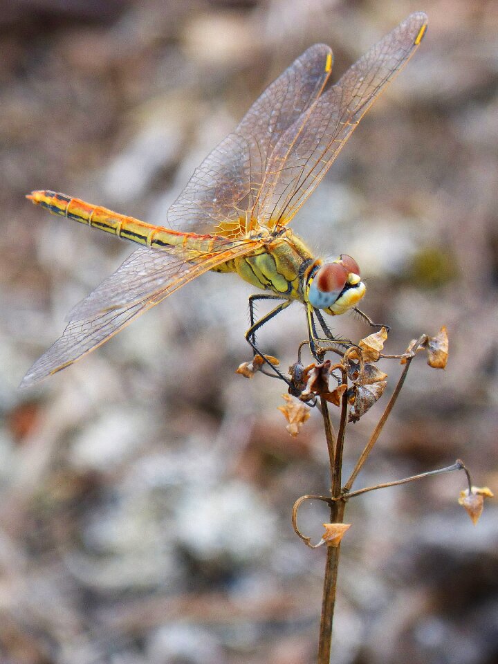 Insect libelulido wings