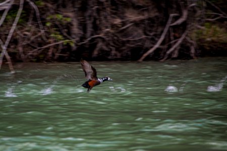 Harlequin Duck on McDonald Creek photo