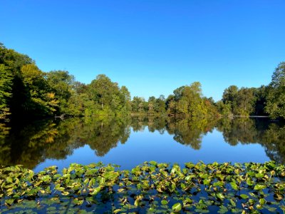 Water Lilies floating on Wilna Pond