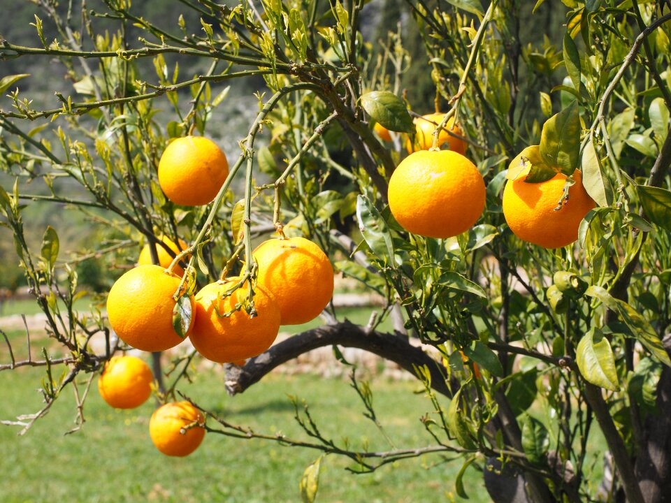 Citrus fruits tree leaves