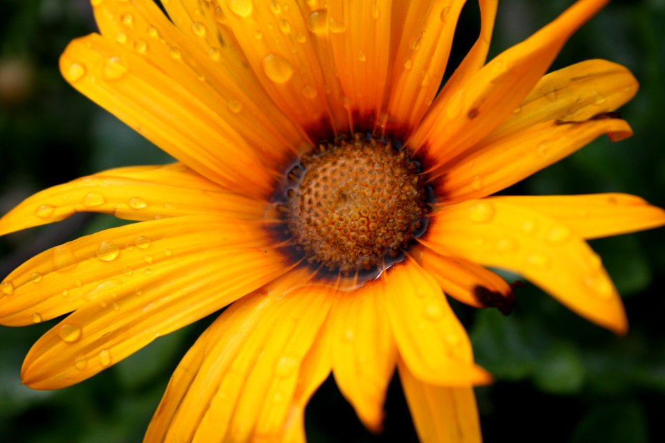 Agua sobre una flor