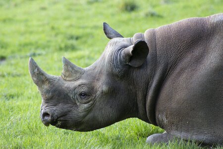 Rhinoceros animal wildlife photo