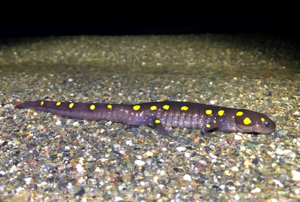 Spotted Salamander
