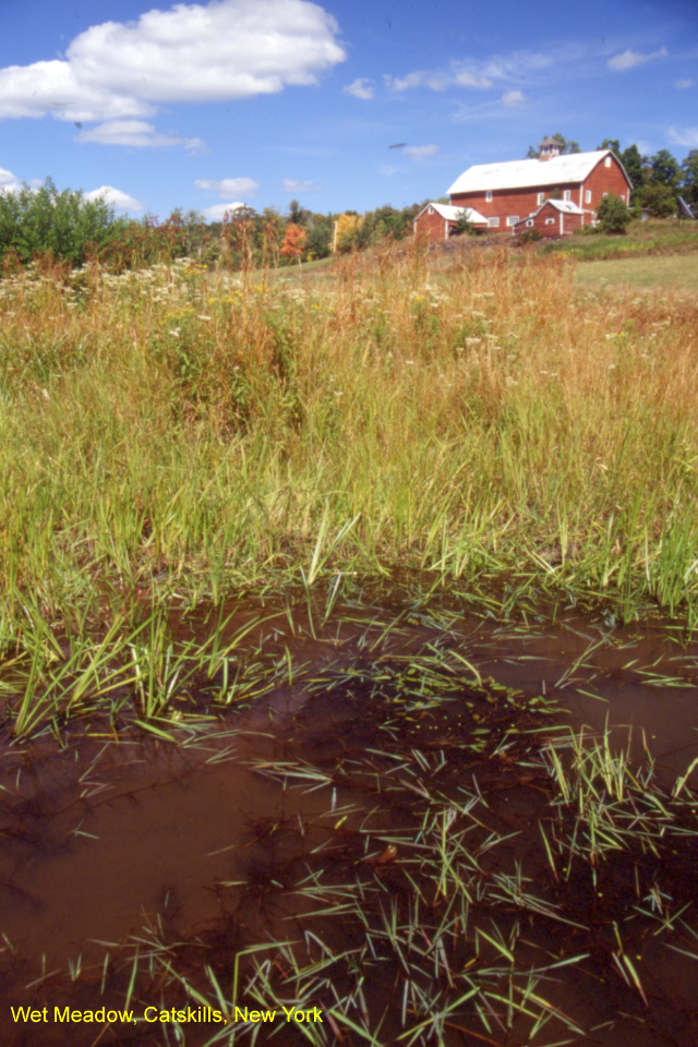 Wet Meadow, Catskills, New York
