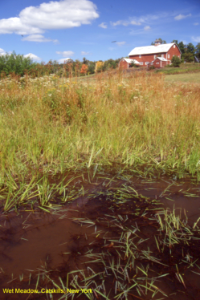 Wet Meadow, Catskills, New York