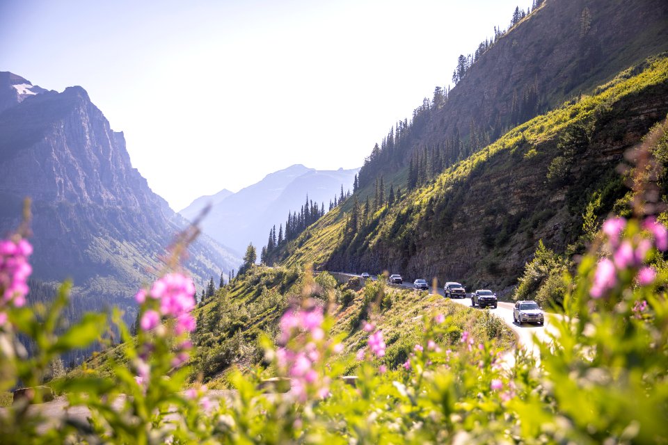 Fireweed Blooms along Going-to-the-Sun Road photo