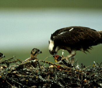 Osprey with Chick photo