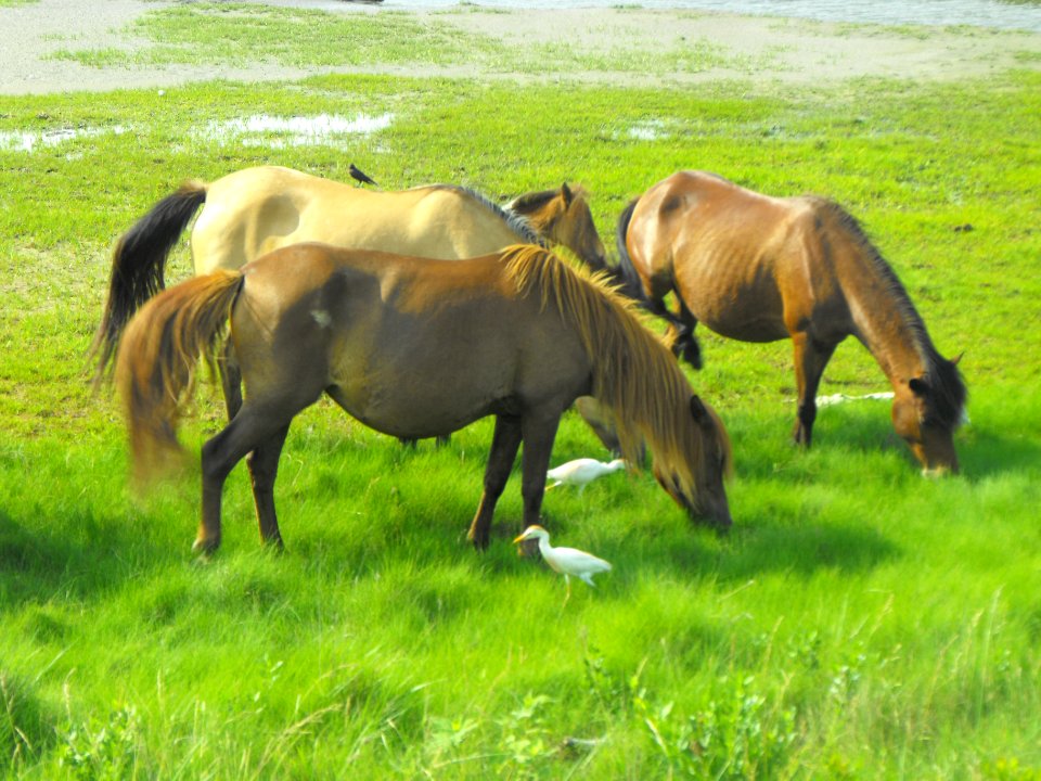 Chincoteague ponies and cattle egrets