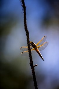 Dragon Fly in the North Fork