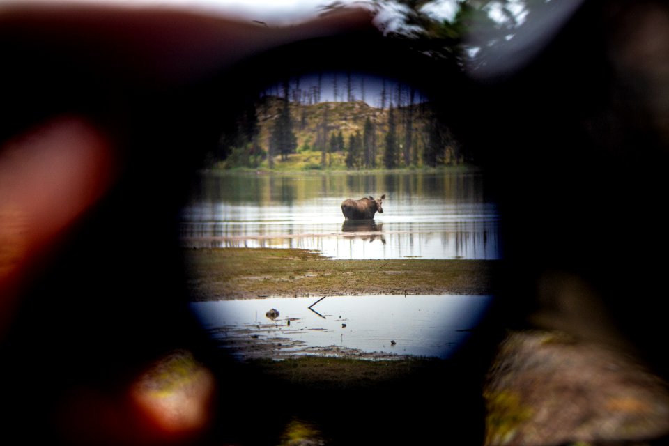 Watching a Moose from a Safe Distance