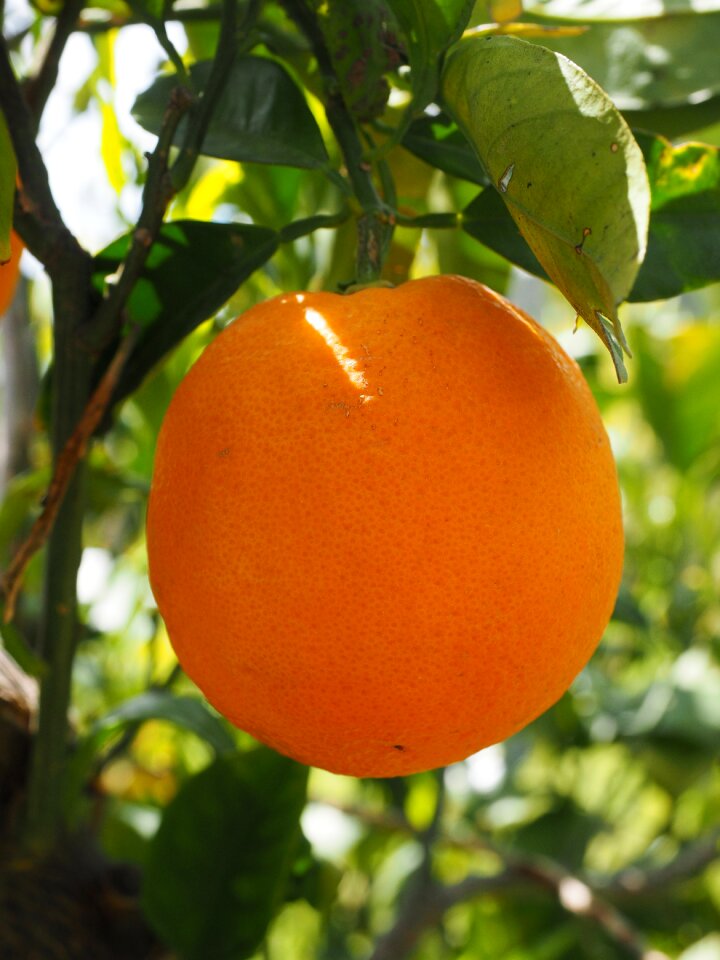 Citrus fruit tree evergreen