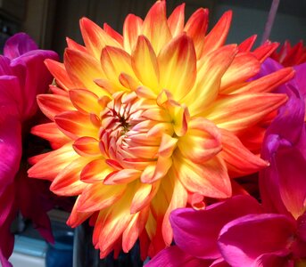 Flower colorful yellow