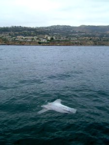 Mola off of Palos Verdes
