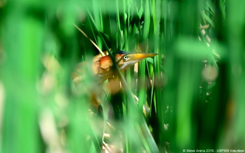 Male Least Bittern (Ixobrychus exilis) sneaking through the cattails photo