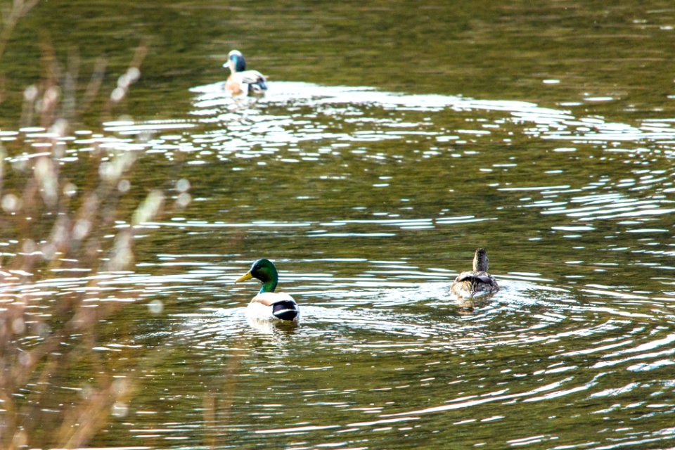 Mallards pair and an American Widgeon