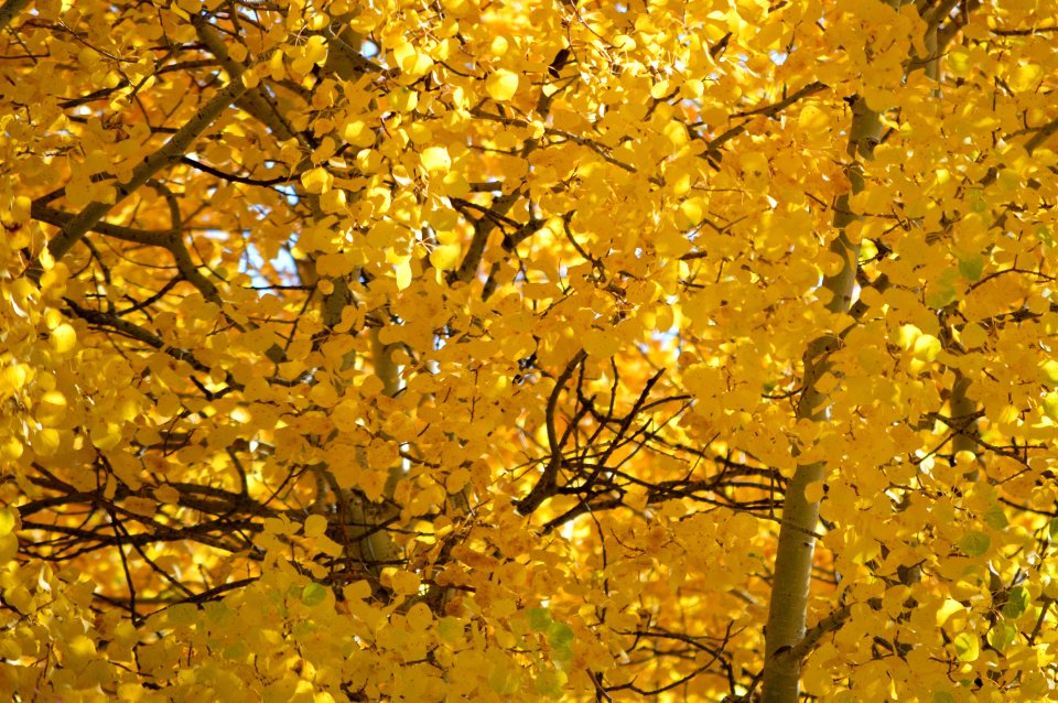 Fall Color
