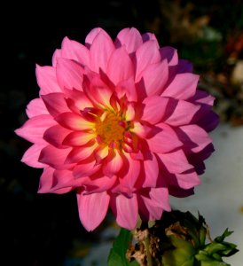 Photo of the Week - Dahlia at Sunrise