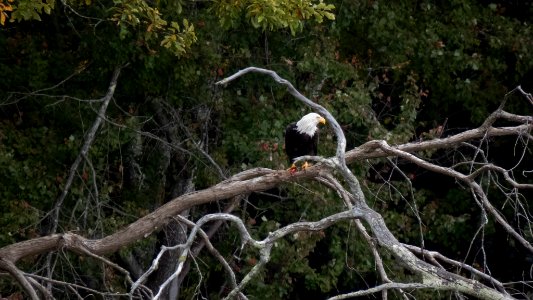Bald eagle at Great Bay National Wildlife Refuge