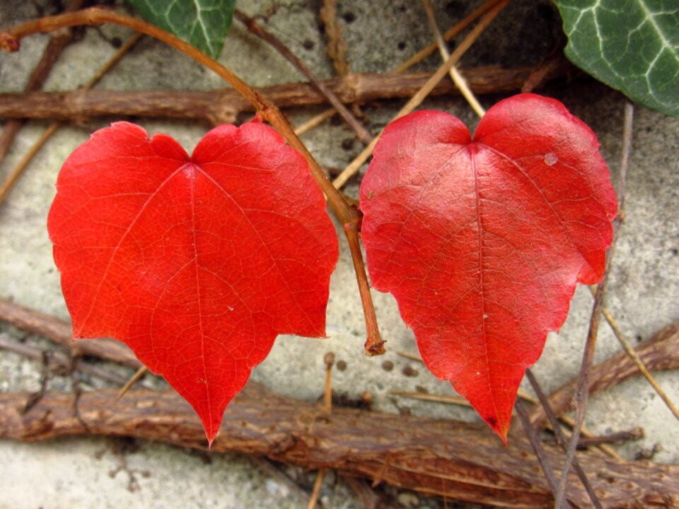 Two heart shaped pair