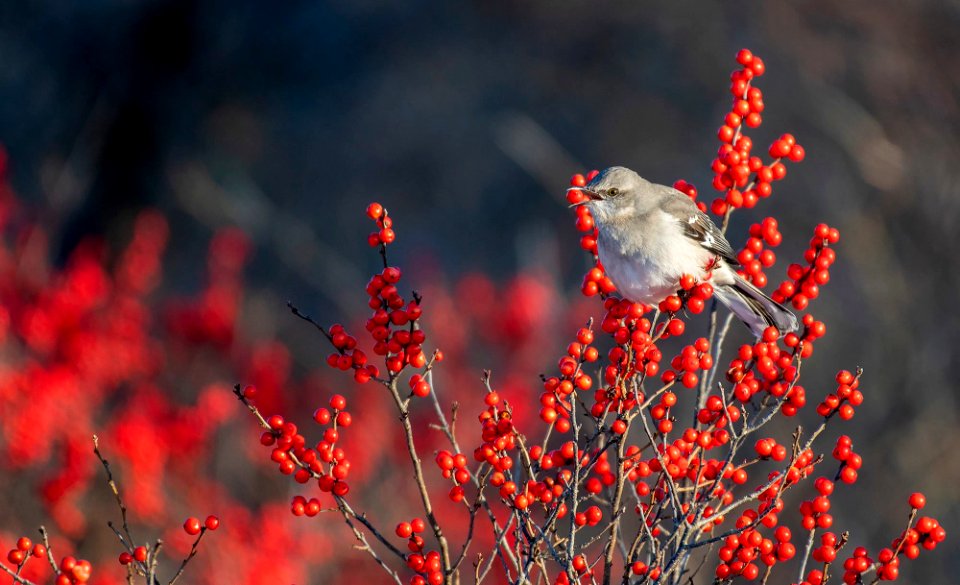 Northern Mockingbird