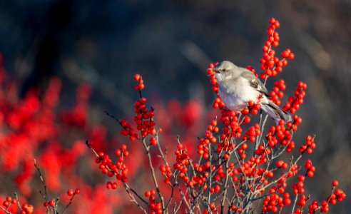 Northern Mockingbird