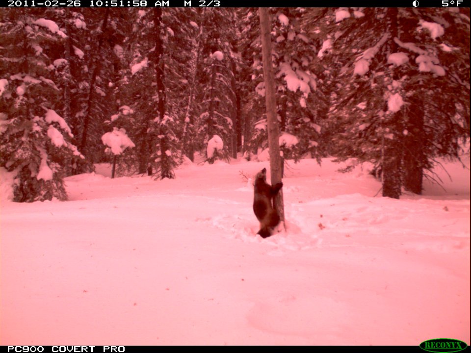 Wolverine - Trail Camera Picture