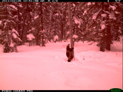 Wolverine - Trail Camera Picture photo