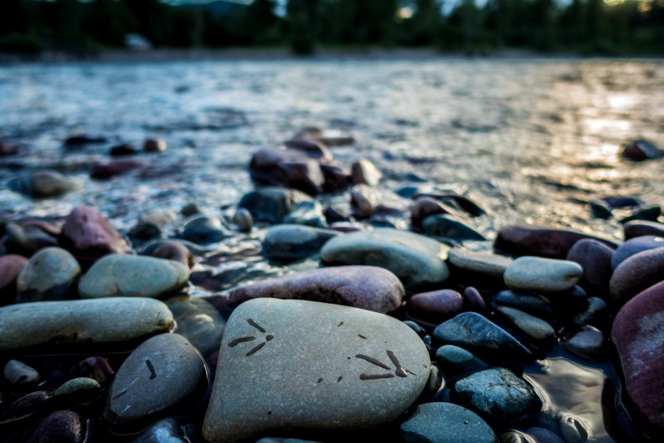 Bird Tracks on the Flathead River