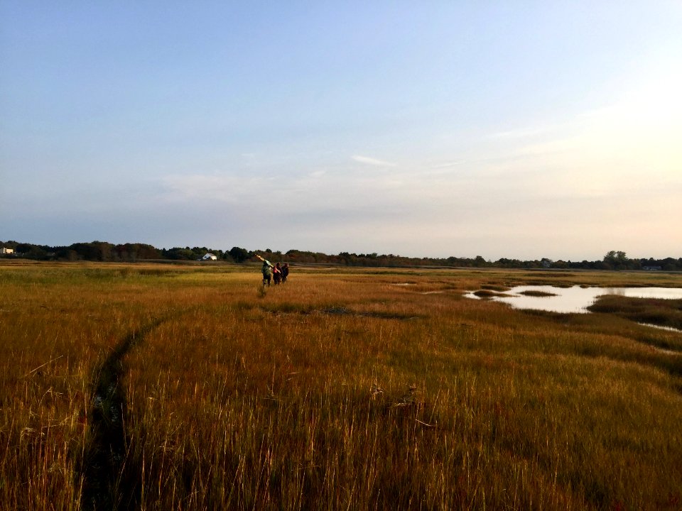 A morning on the salt marsh at Rachel Carson NWR