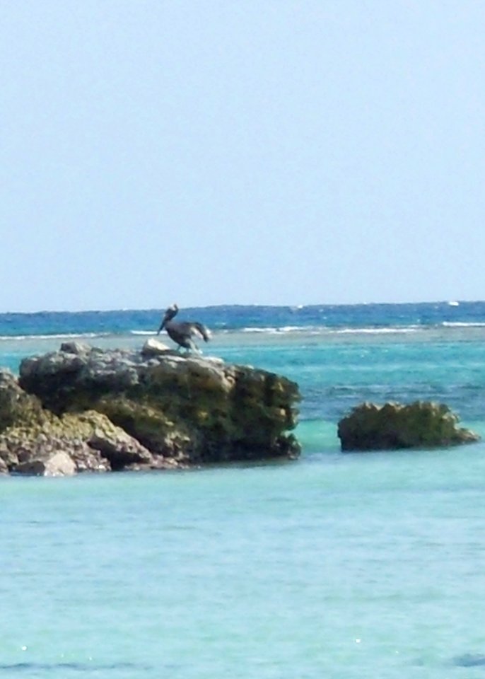 American brown pelican