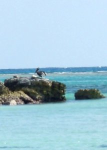 American brown pelican