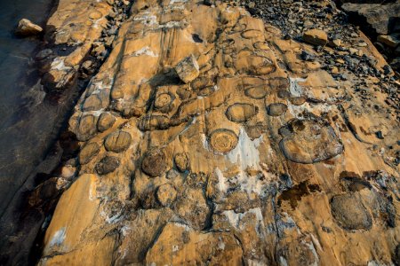 Stromatolite Fossils near Grinnell Glacier photo