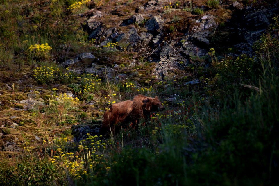 grizzly bear (ursus arctos horribilis) photo