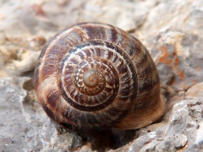 Molluscum baby bibs shell