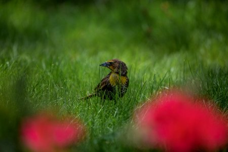Yellowheaded Black Bird