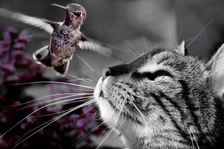 Prey nature animal