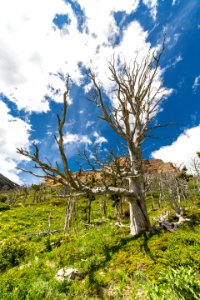 Huge Whitebark Pine