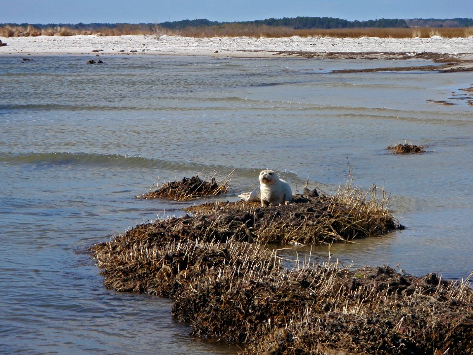 Harbor seal