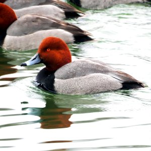 Redhead