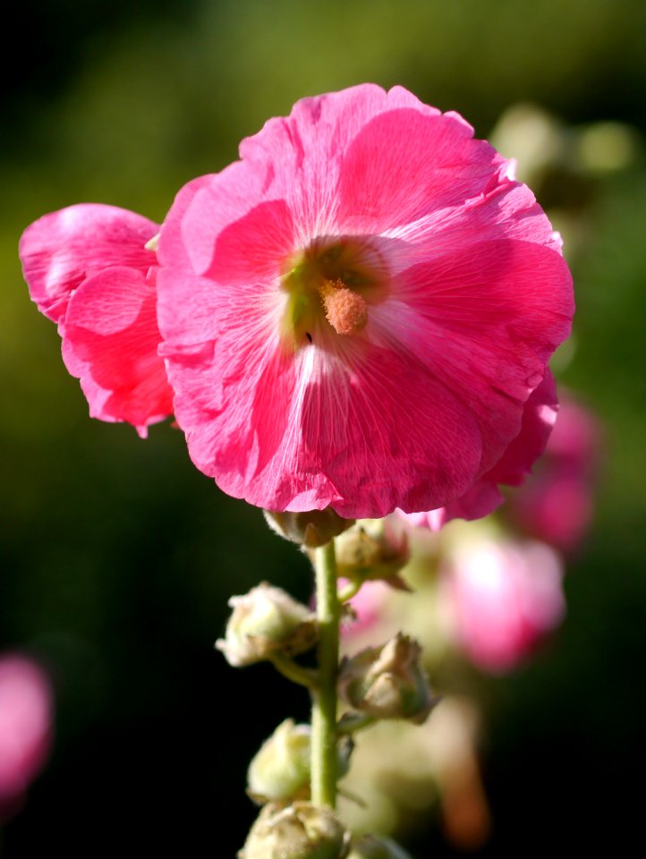 Pink flower photo